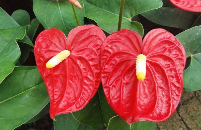 紅掌怎么養護 紅掌葉子發黃怎么辦