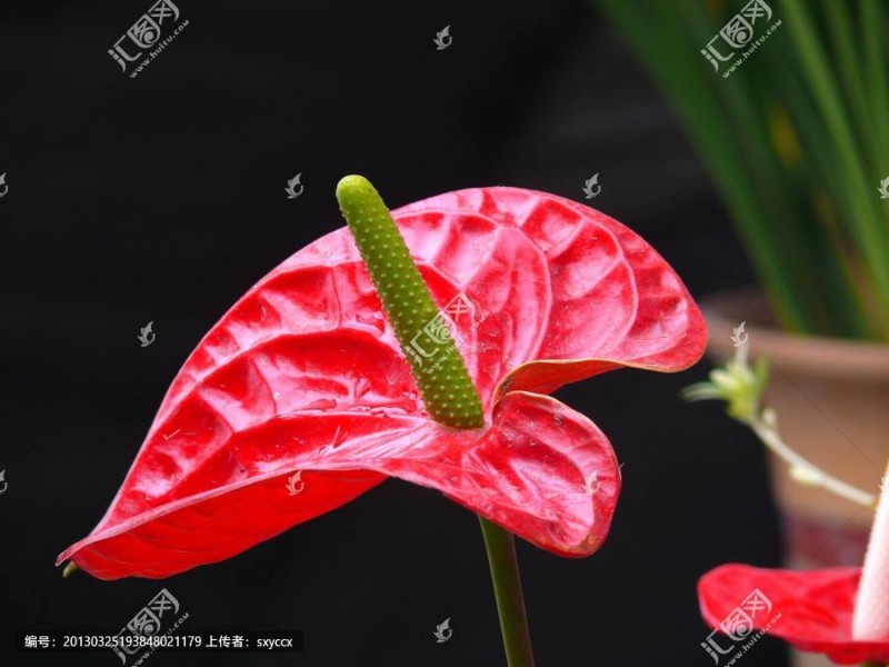 什么是火鶴花 火鶴花怎么養葉子綠開花多