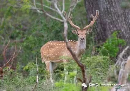 中國民族品牌有哪些 中國民族品牌有哪些