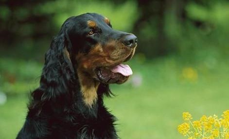 戈登雪達犬為何經(jīng)常“搞破壞”？戈登雪達犬為何經(jīng)常“搞破壞”？