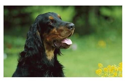 戈登雪達犬為何經常“搞破壞”？